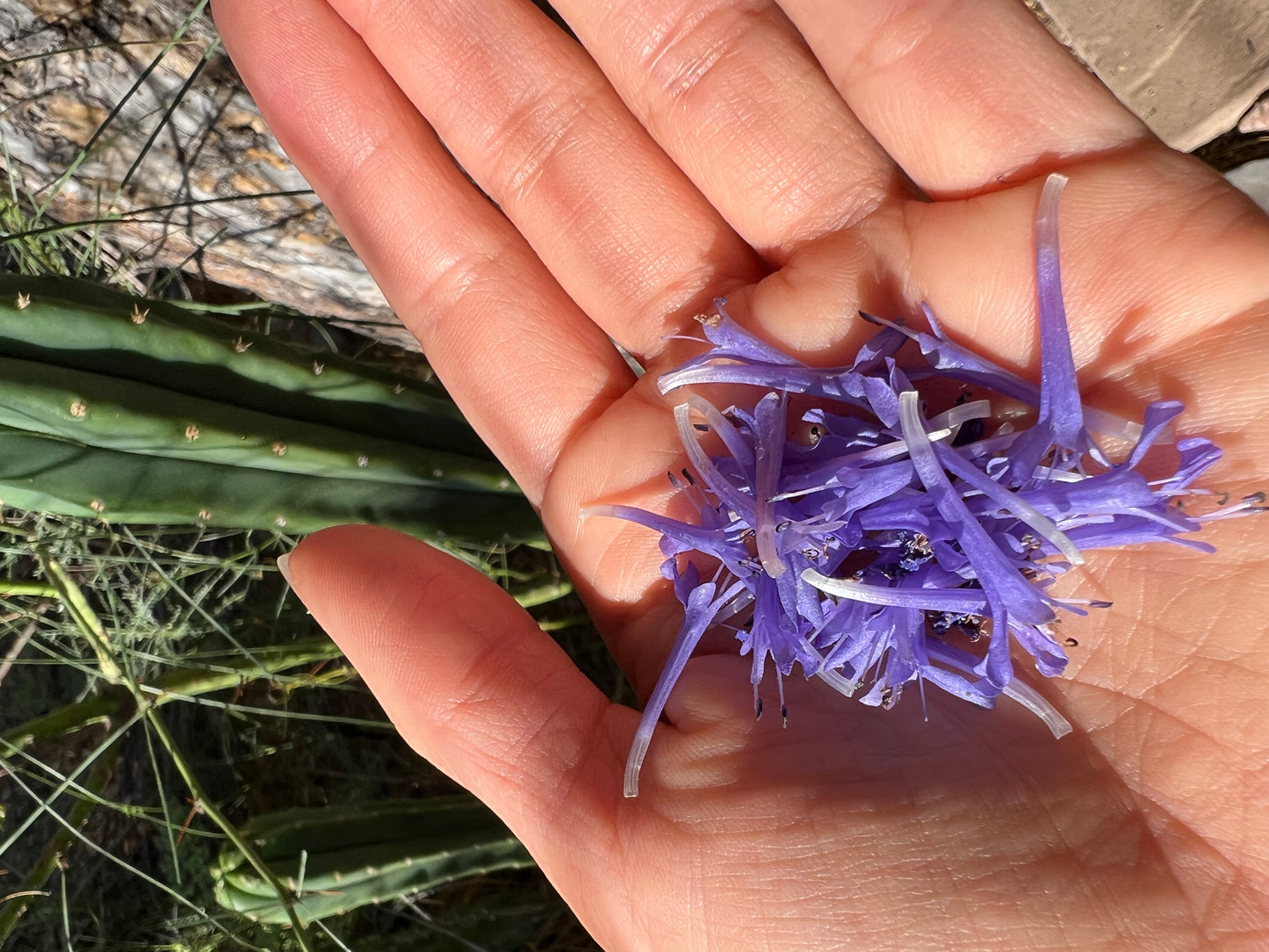 Desert Tallow Balm