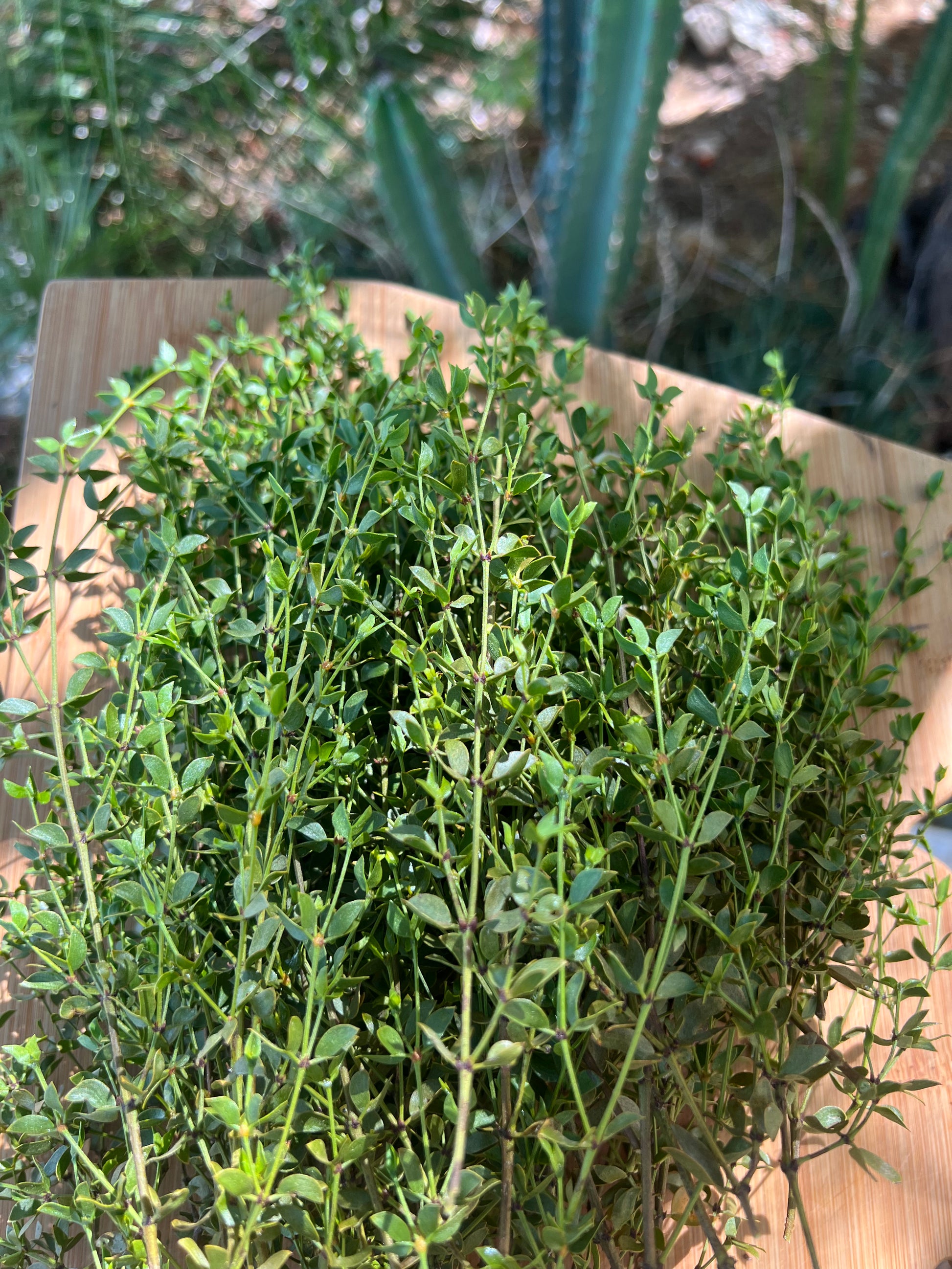 Chaparral (larrea tridentata) also known as creosote, harvested from my backyard