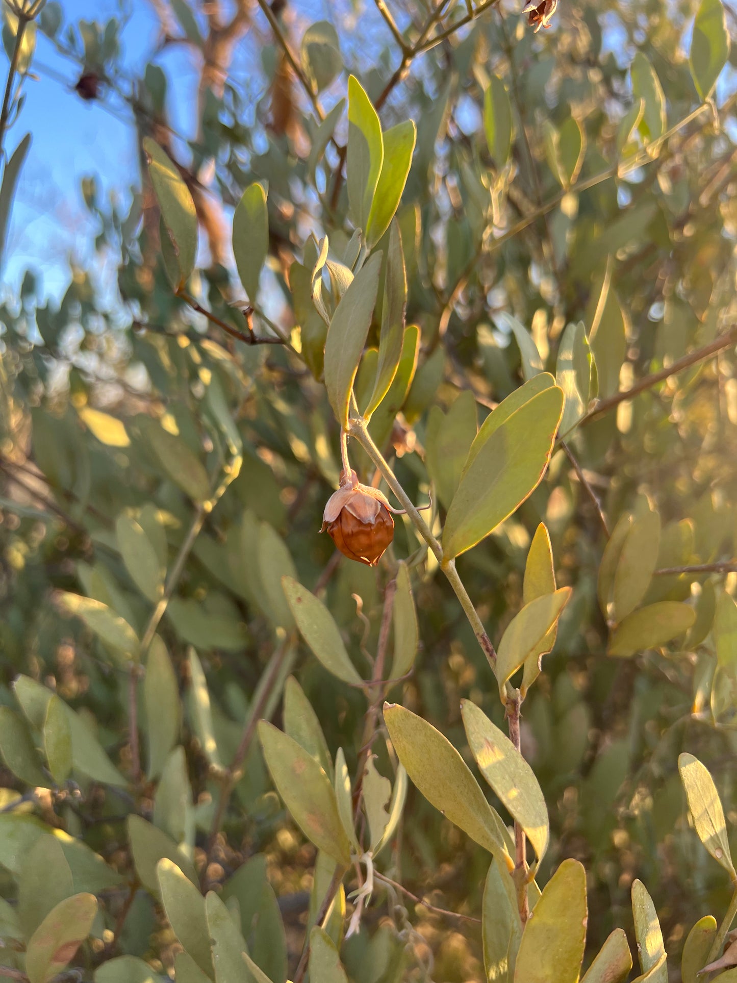 Jojoba (simmondsia chinensis)