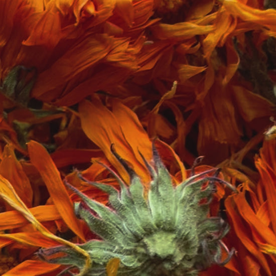 calendula flowers